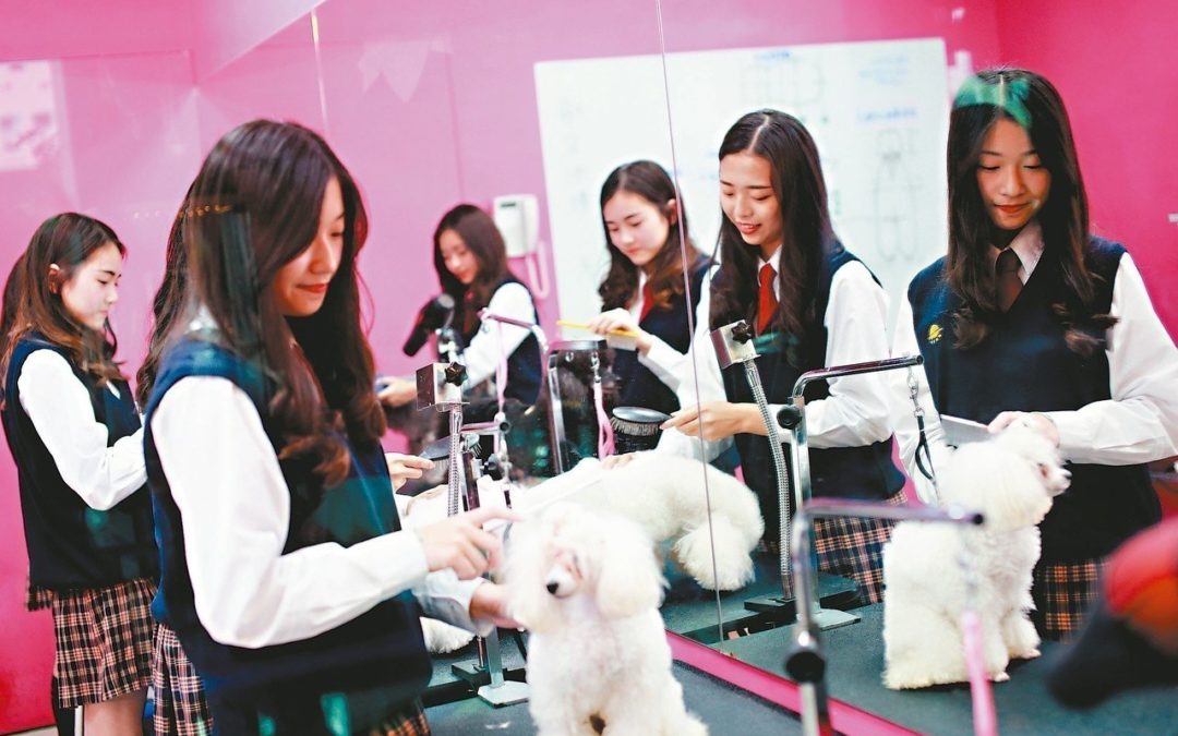 台灣明台高中設寵物經營科 3年免學雜費